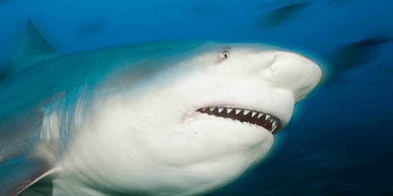 Bull Shark Kills Snorkeler from Pennsylvania in the Bahamas