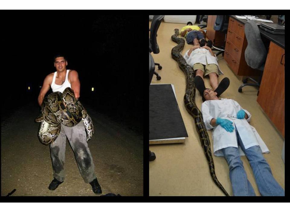 10 of the largest pythons ever caught in Florida
