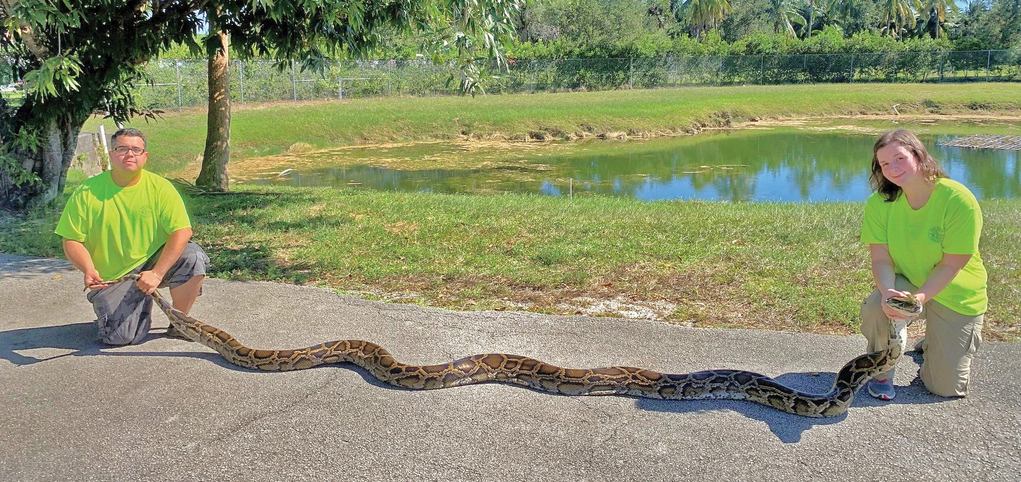 photo of the giant python