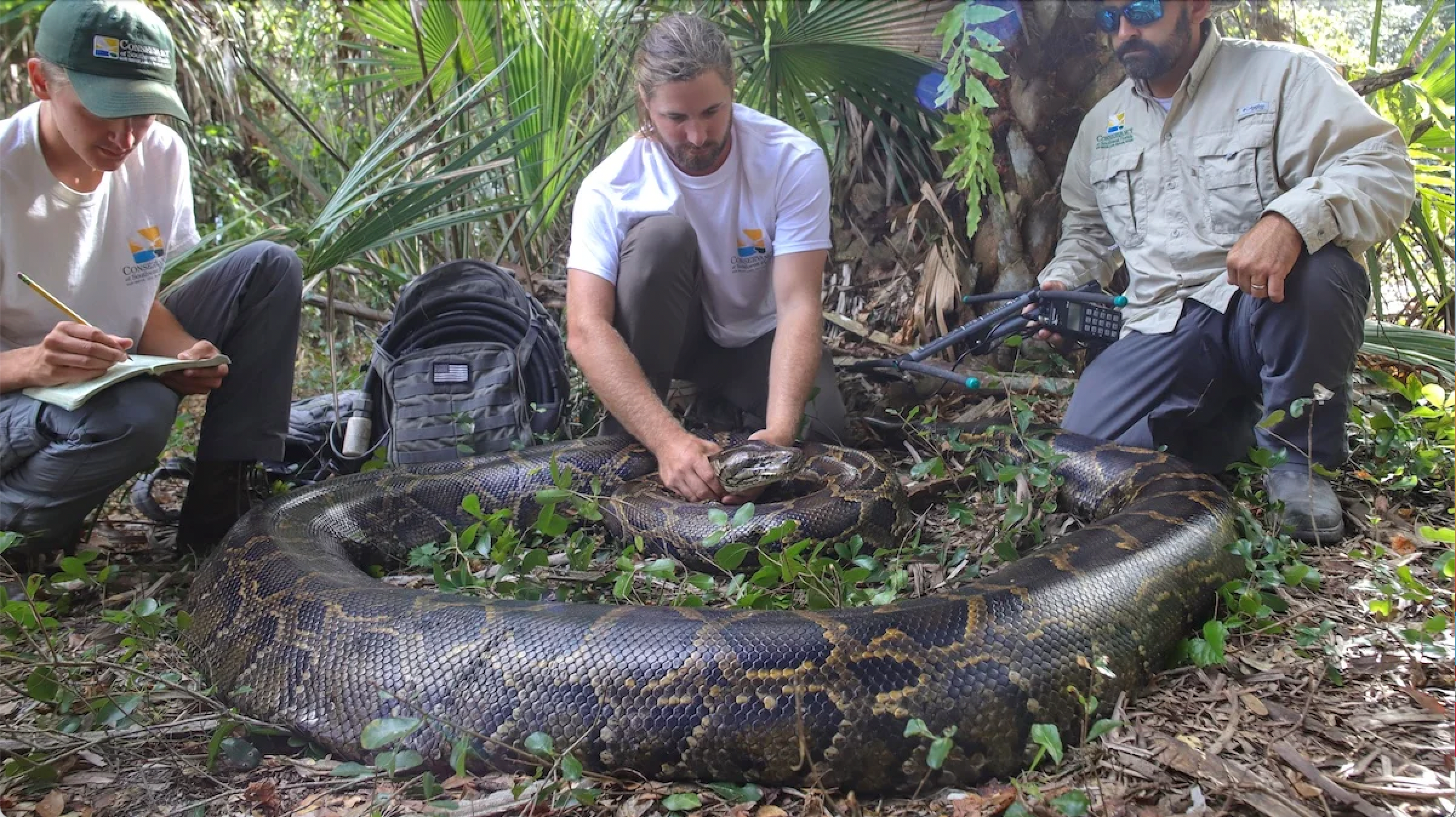 photo of 215-pound python