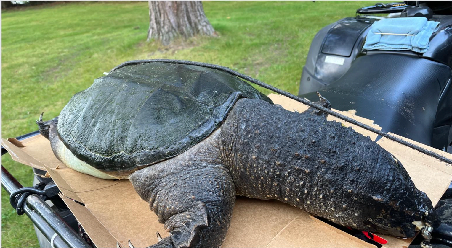 Giant Snapping Turtles Ashore in Wisconsin Stream