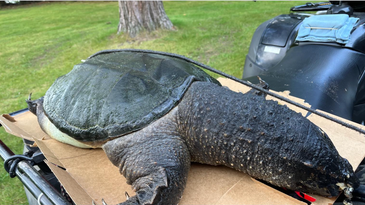 Monstrously Large Snapping Turtle Found on Wisconsin Beach