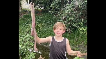 New Zealand Boy Catches Absolutely Giant 3-Foot Earthworm