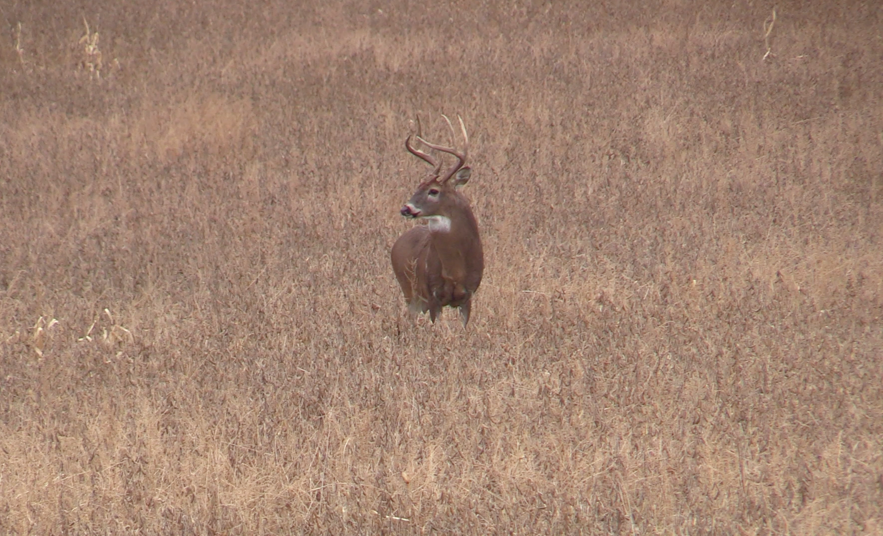 white-tailed deer standing in the middle of a field.