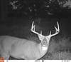 whitetail deer on a trailcamera at night.