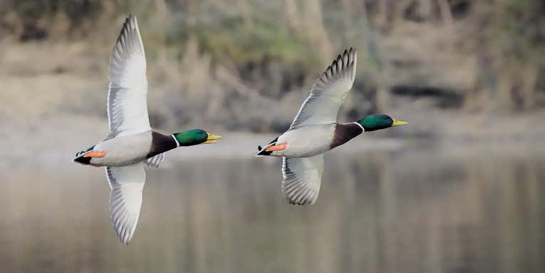 North Dakota Duck Brood Numbers Bounce Back After Drought Year
