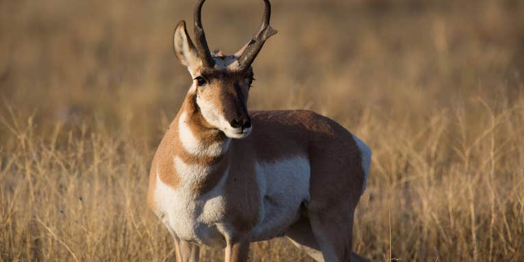 Discovery of Severed Pronghorn Heads Next to Hotel  Dumpster Leads to Poaching Bust in Wyoming