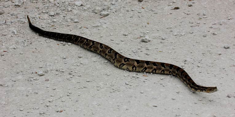 Officials Close Illinois Road for Mass Migration of Venomous Snakes