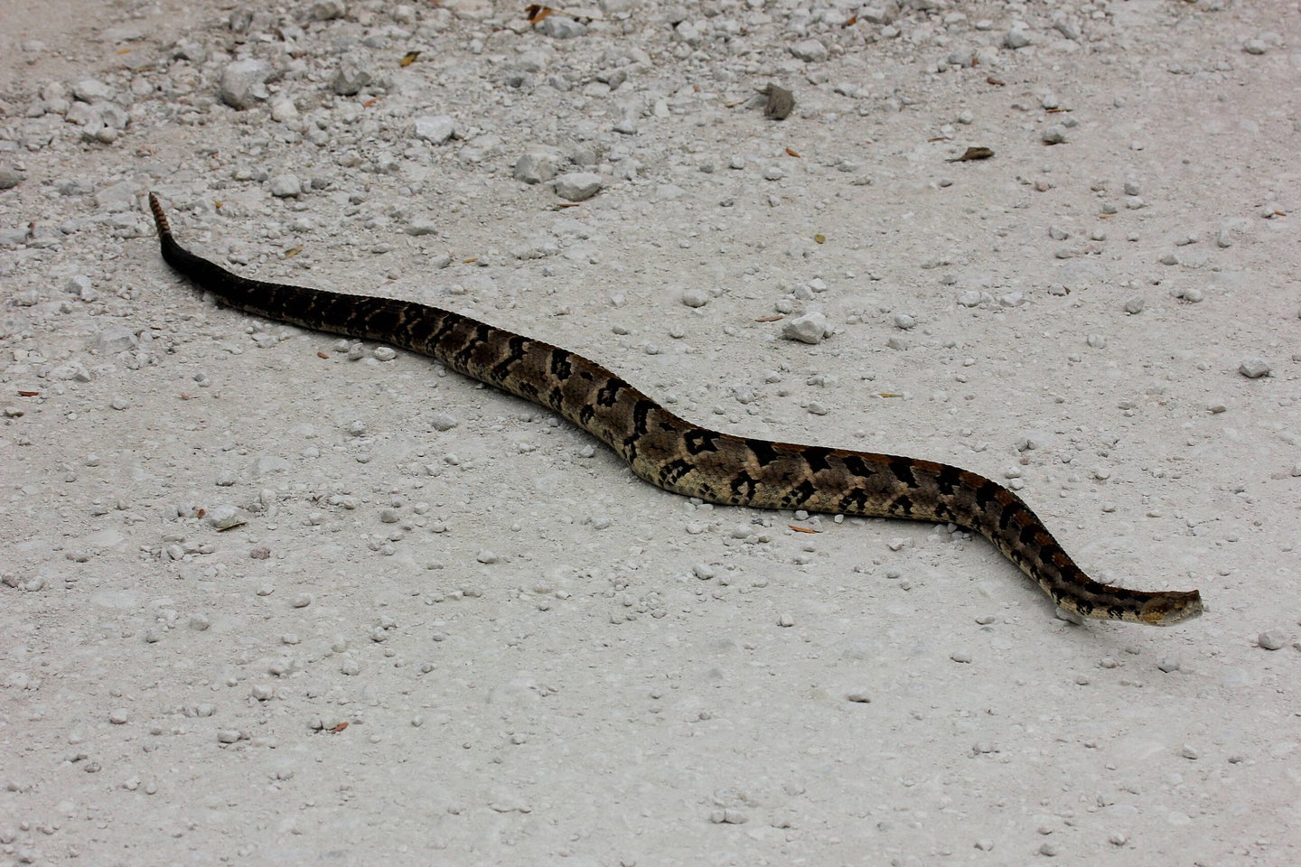 Venomous snakes migrate seasonally in southern Illinois.