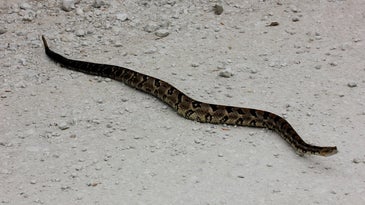Officials Close Illinois Road for Mass Migration of Venomous Snakes