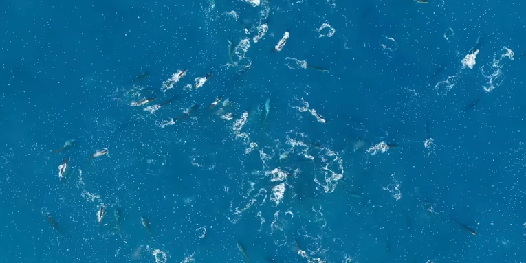 Watch the Largest Fin Whale Feeding Frenzy Ever Filmed