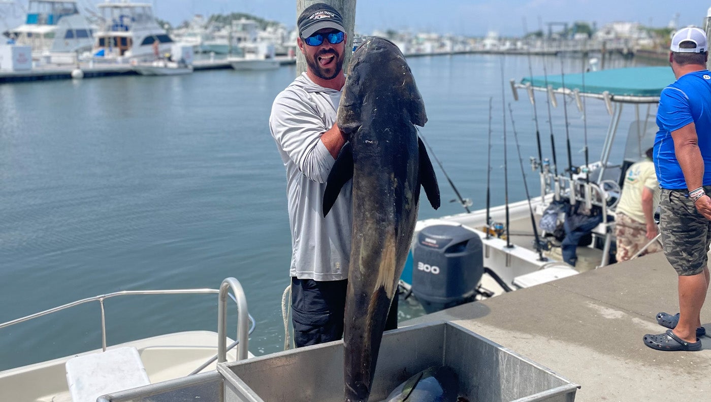 Delaware's new record cobia taped out at 63 inches long. 
