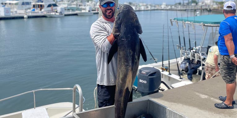 Huge 89-Pound Cobia Shatters Delaware State Record