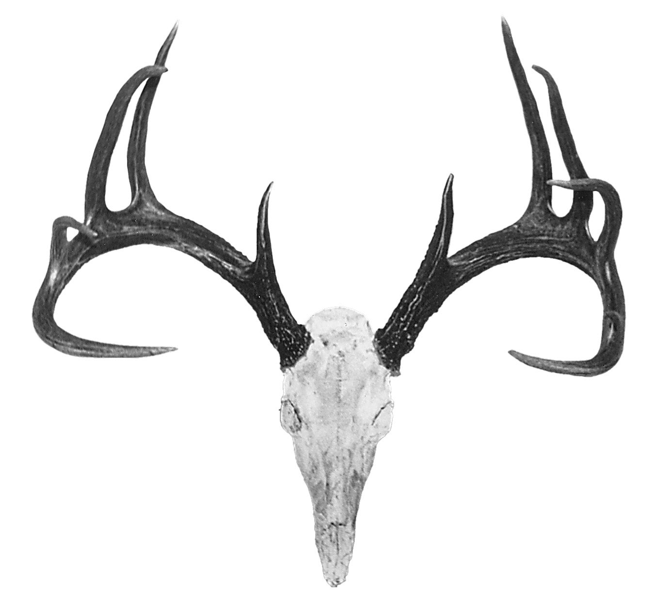 Alabama record whitetail deer