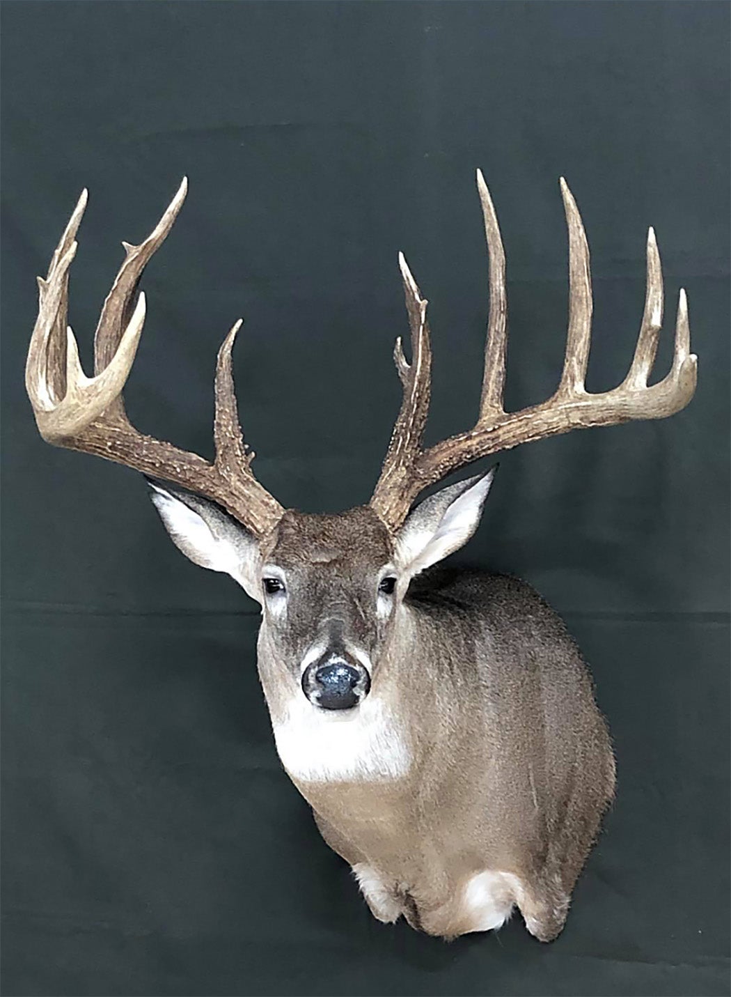 state record whitetail deer from Arkansas