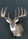 state record whitetail deer from Arkansas