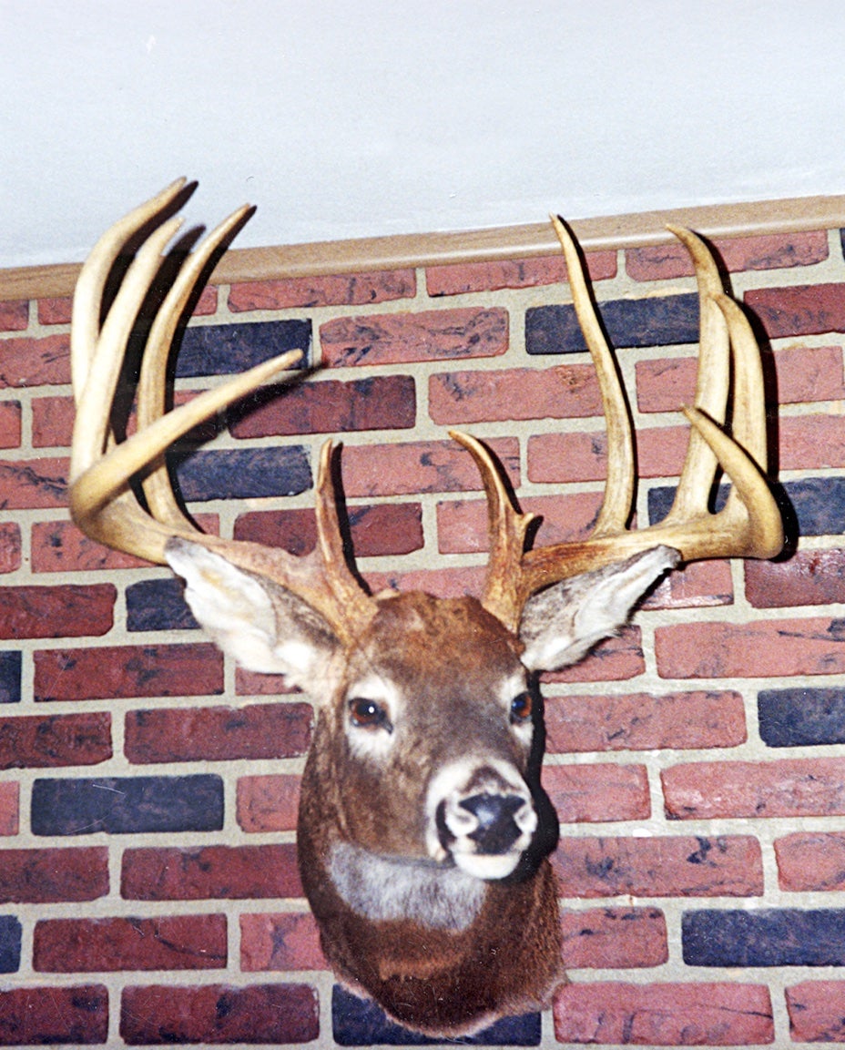 B&C record whitetail deer from Delaware