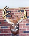 B&C record whitetail deer from Delaware