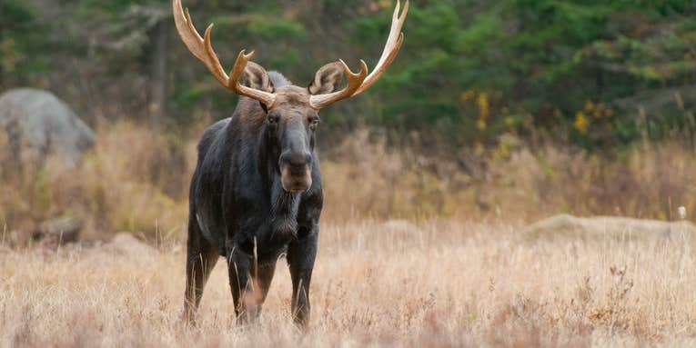 Wandering Moose Are Moving Into Nevada as Populations in Neighboring States Swell
