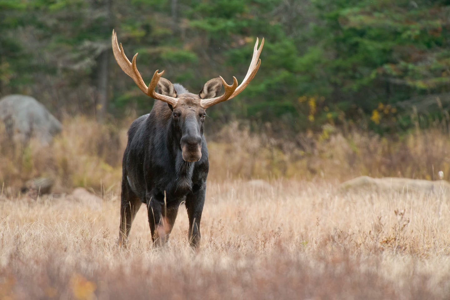 a bull moose looks straight ahead