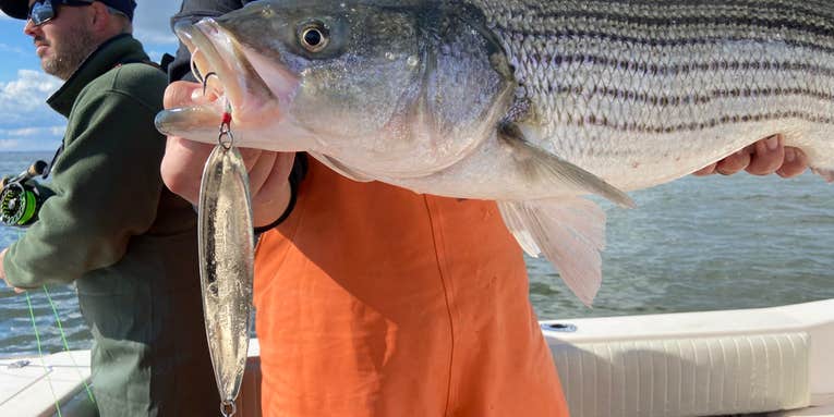 How to Catch Striped Bass with Giant Flutter Spoons