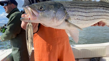 How to Catch Striped Bass with Giant Flutter Spoons