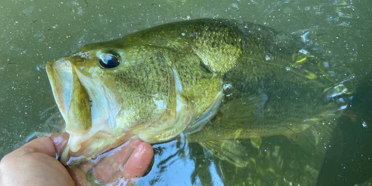 Want to Catch More Big Bass? Kill a Bunch of Small Ones