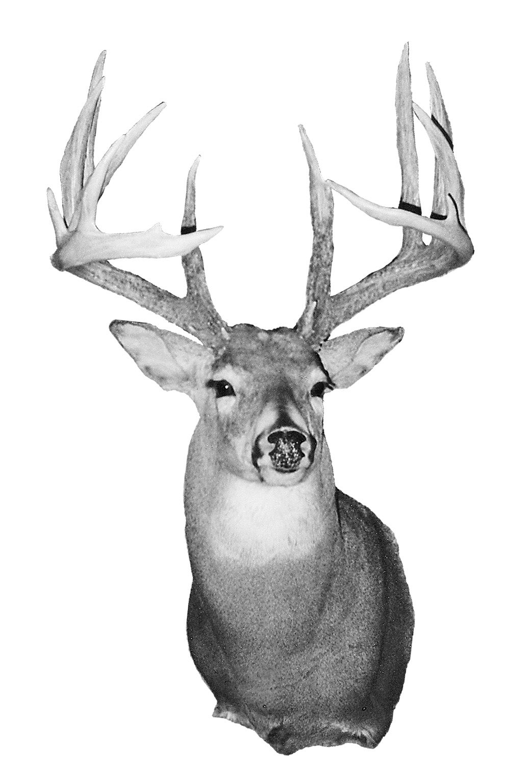 B&C record whitetail deer from Michigan