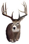 B&C record whitetail deer from North Dakota