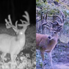 trail-camera pics of big buck