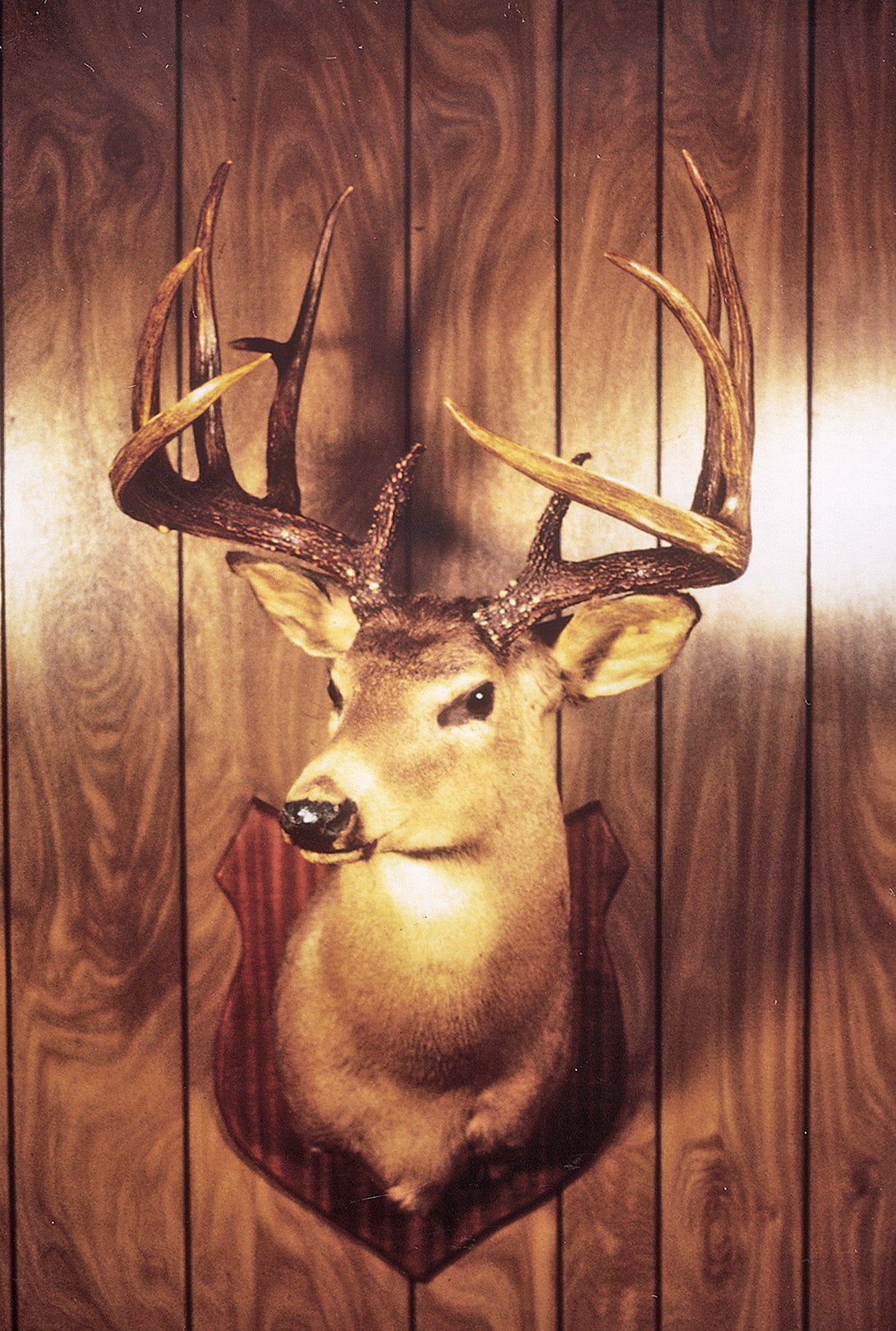 B&C record whitetail deer from Tennessee