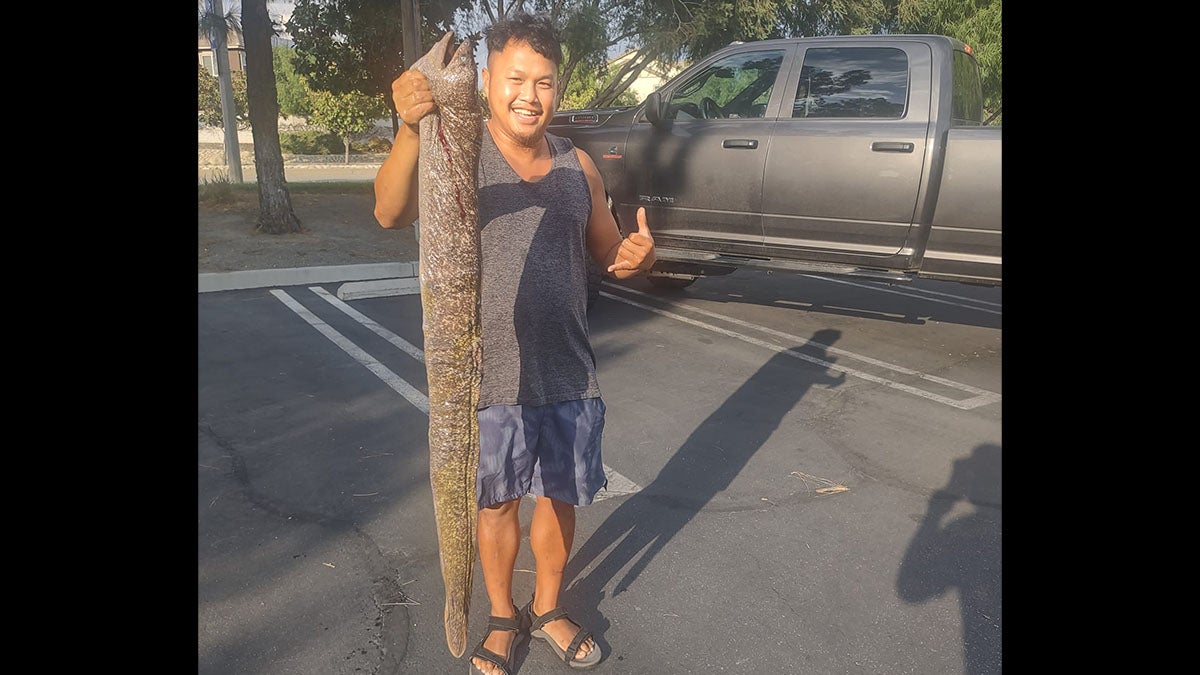 Man holds large moray eel