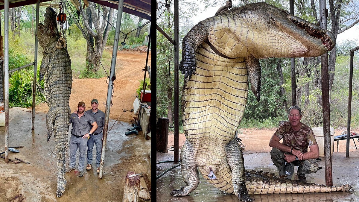 man poses with giant dead crocodile