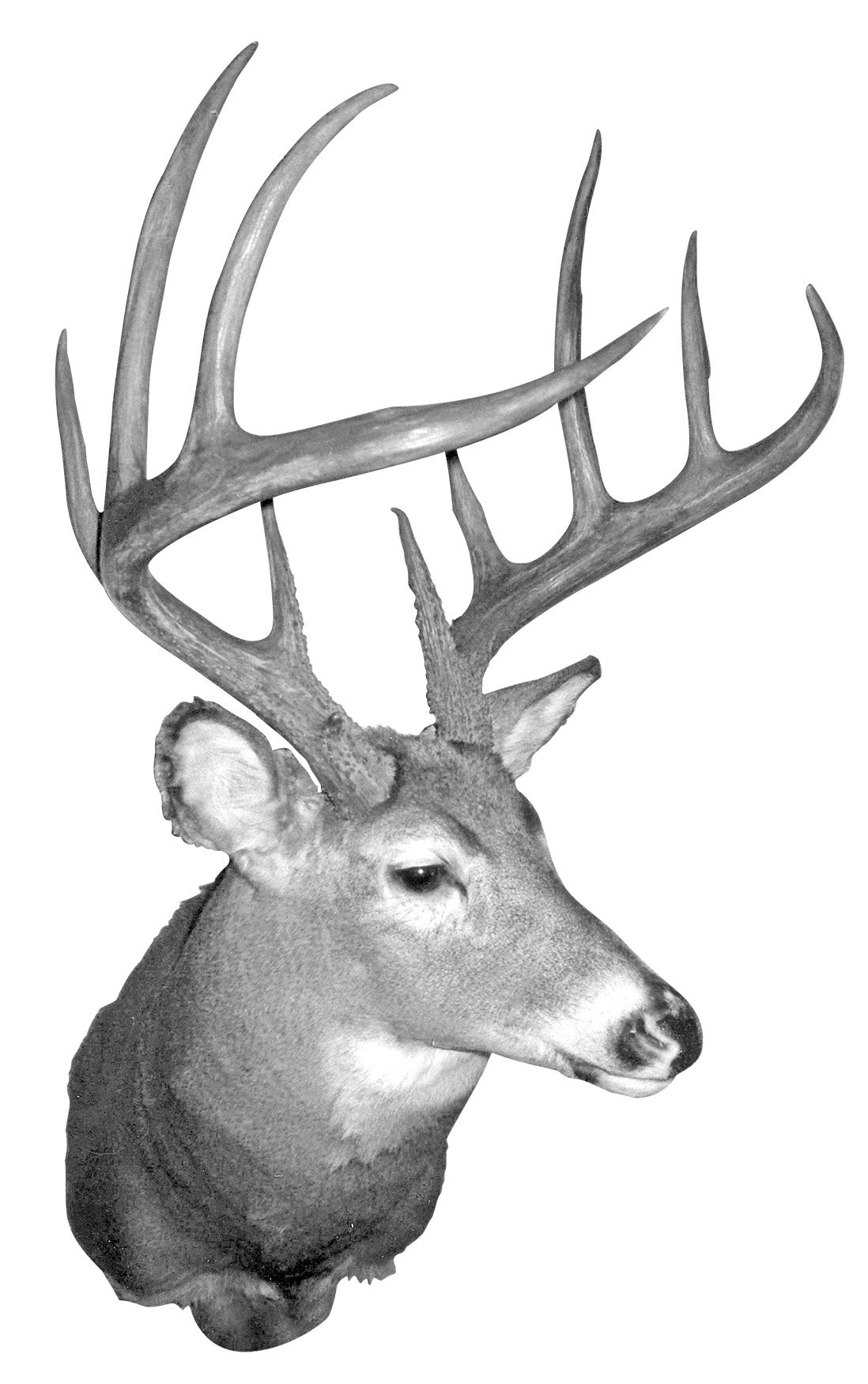 B&C record whitetail deer from Vermont