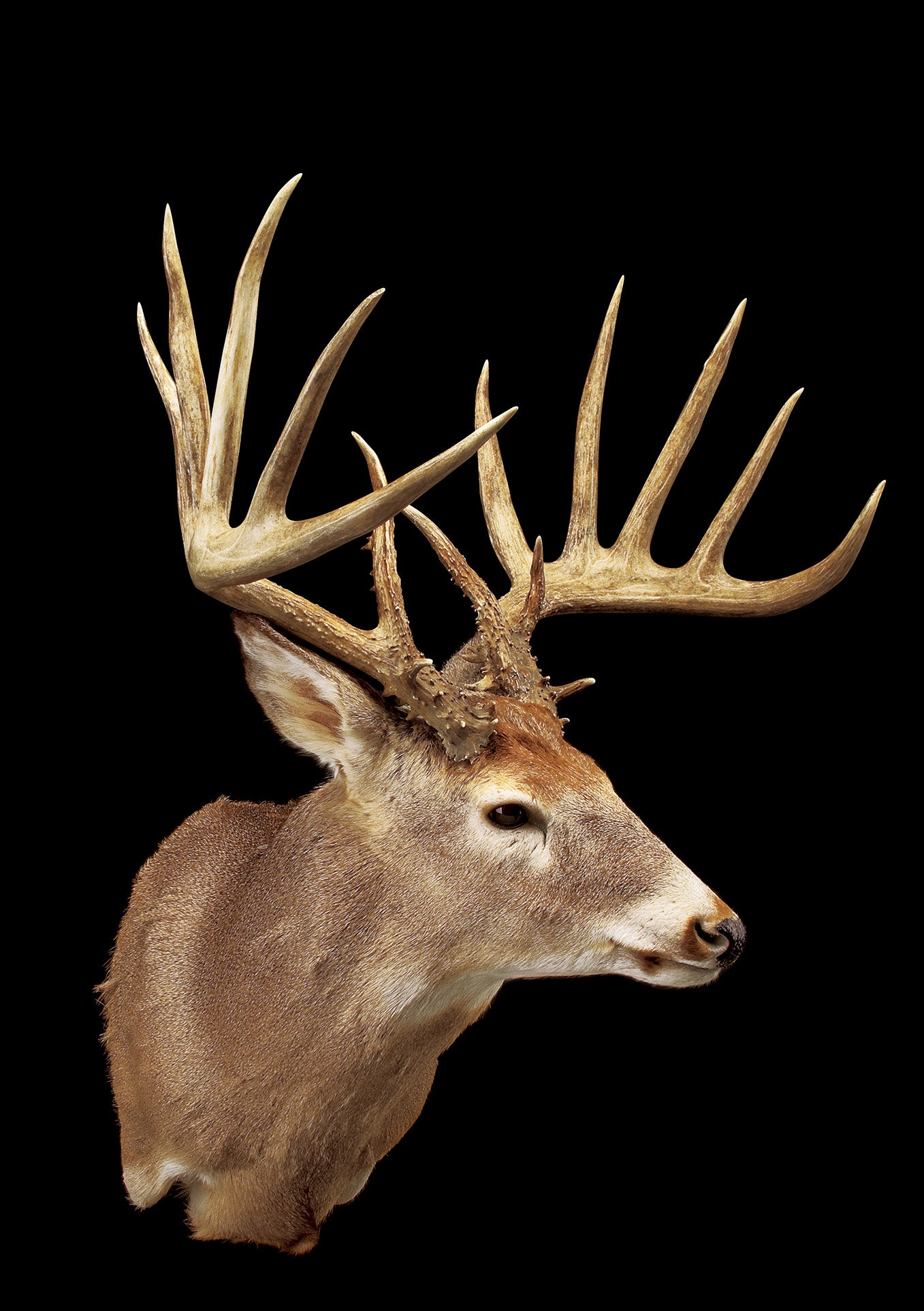 B&C record whitetail deer from Washington