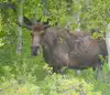 Northeastern Nevada is home to a lot of suitable moose habitat, according to the NDOW. 