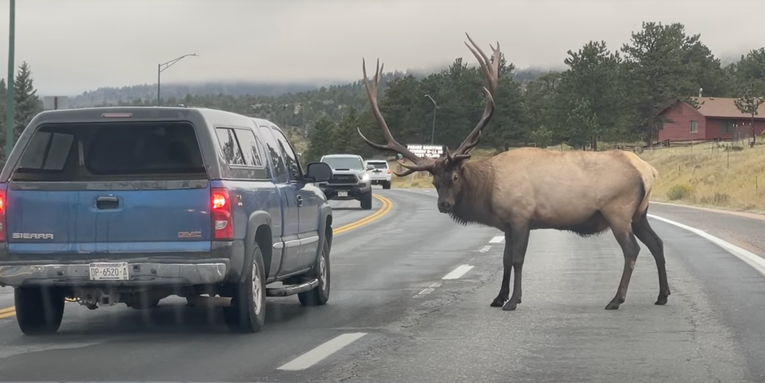 Monster Bull Elk Terrorizes Motorists on Colorado Highway