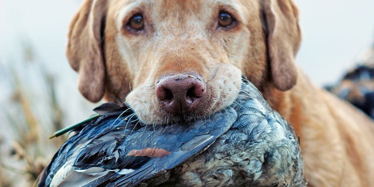 The 10 Best Duck Hunting Dogs