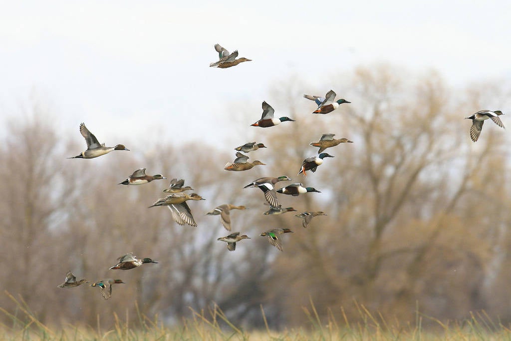 mixed flock of ducks flying