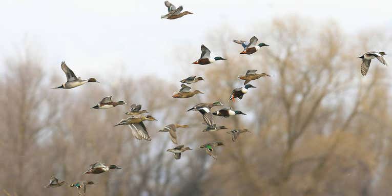 Feds Reverse Import Ban on Waterfowl Taken by American Hunters in Canada