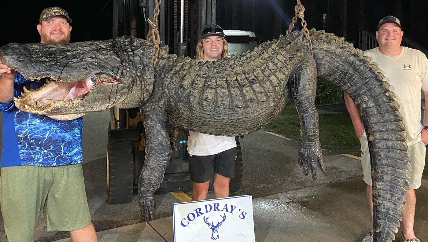 The three men were out on their first-ever gator hunt when they bagged an absolute giant. 