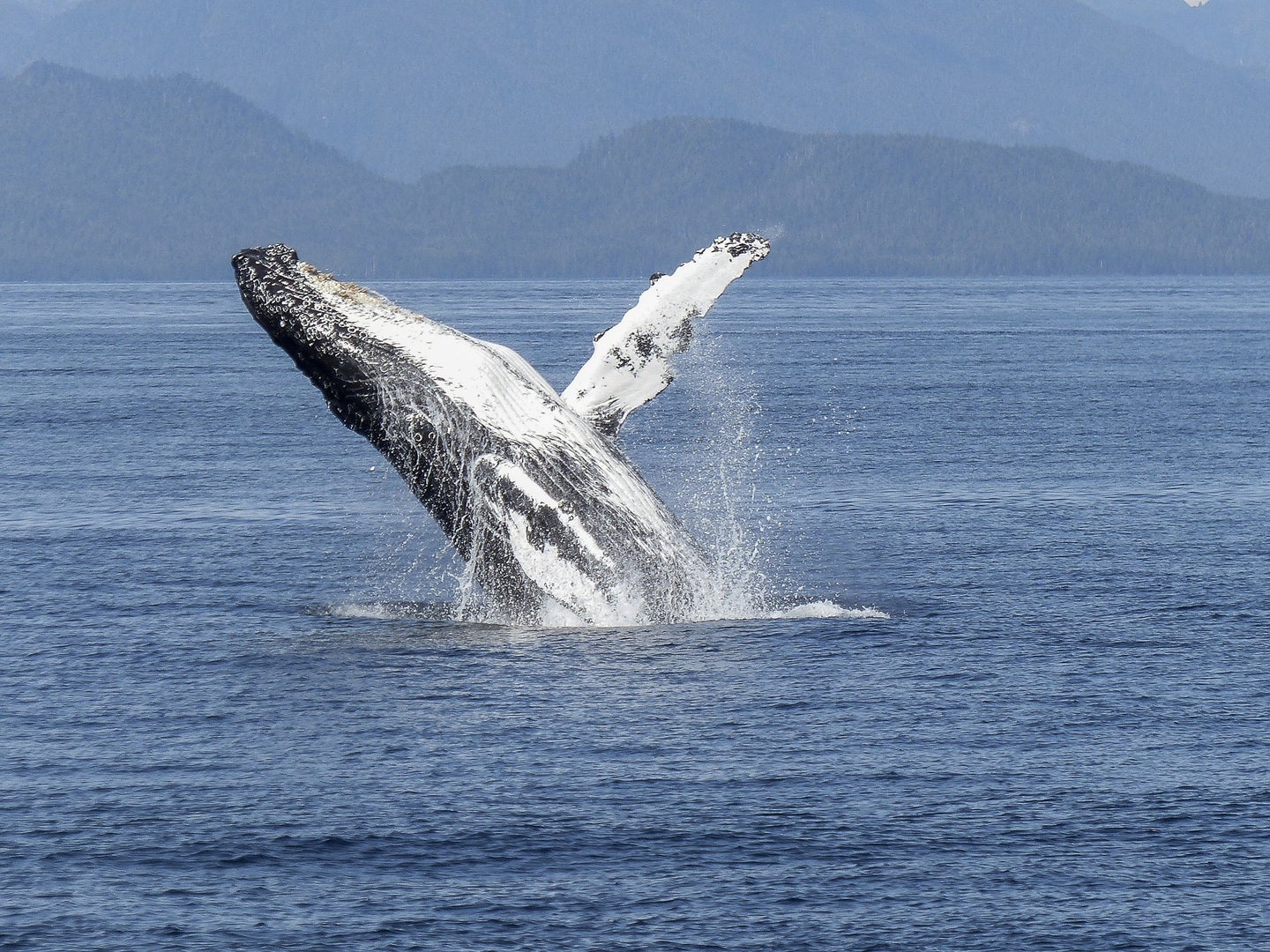 humpback whale breaches surface
