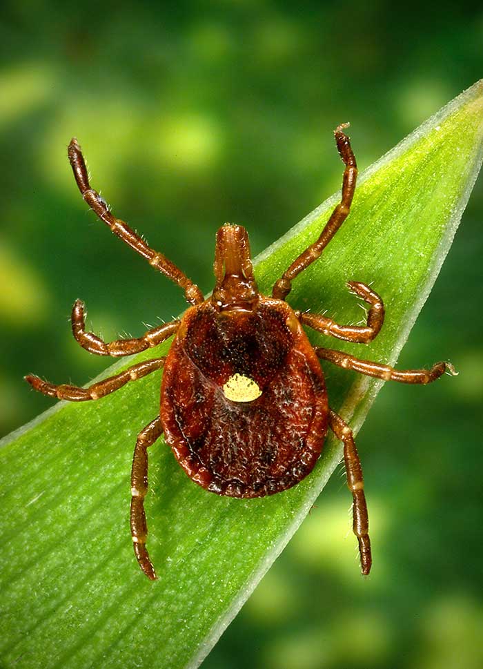 lone star tick on a blade of grass