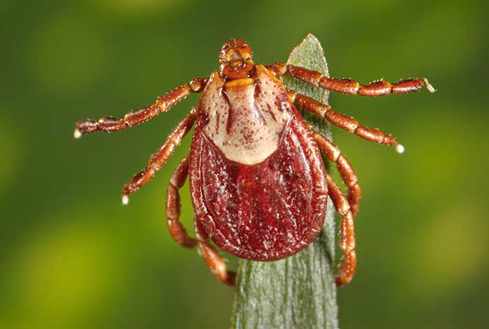 Rocky mountain wood tick on a blade of grass.