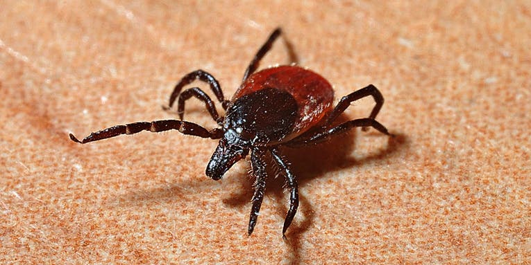 The 7 Scariest Diseases You Can Get From a Tick