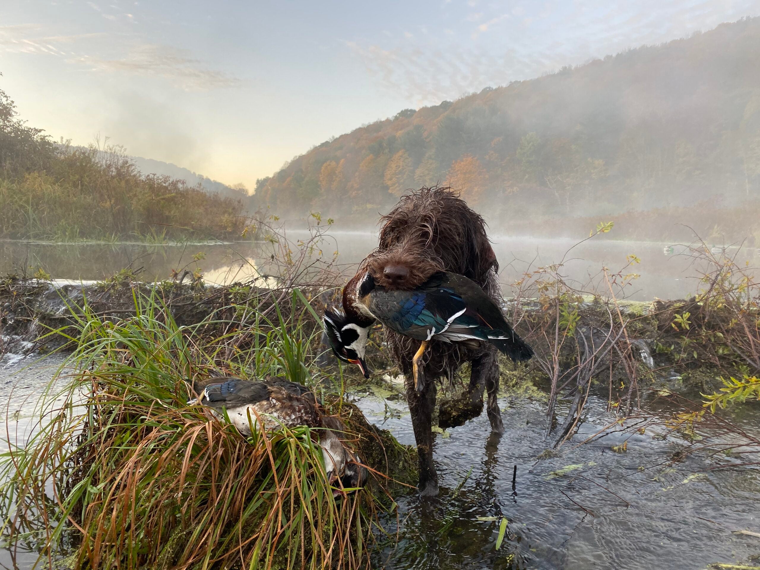 Wirehaired griffon retrieves a wood duck