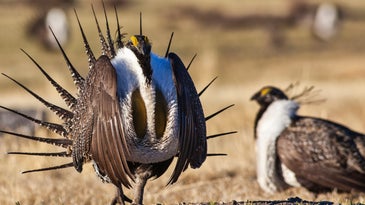 Wyoming Survey Reveals Stable Sage Grouse Population Despite Predicted Declines
