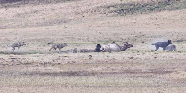 Watch a Pack of Wolves Kill a Bull Elk in Brutally Slow Fashion