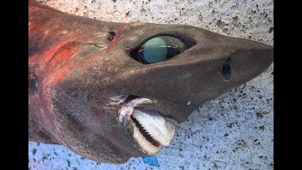 strange mystery shark