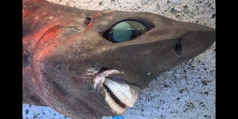 Australian Fisherman Catches Mystery Deep-Sea Shark with Bulging Eyes